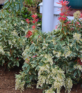 Pieris Flaming Silver