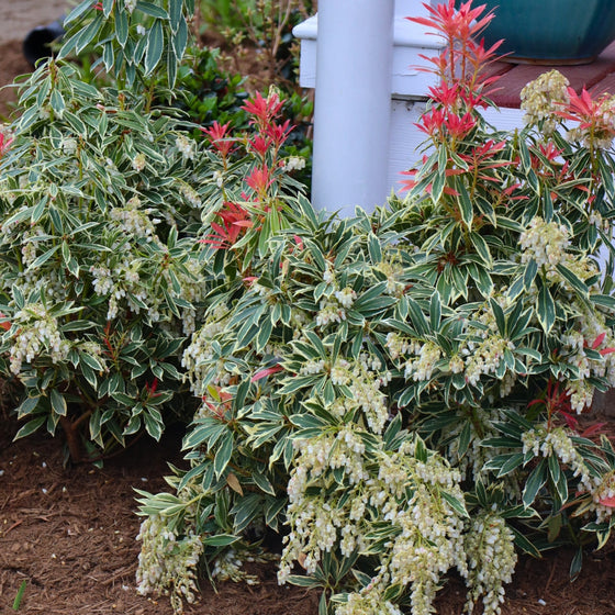 close up view of pieris flaming silver unique variegated foliage and creamy white blooms in early spring landscape
