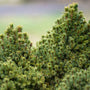 close up view of needles on dwarf alberta spruce