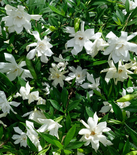 August Beauty Gardenia
