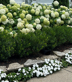 Shamrock Inkberry Holly