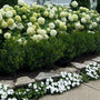 Shamrock Inkberry Holly Planted as foundation plants outside a home with incrediball hydrangeas