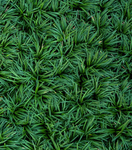 Dwarf Mondo Grass