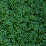 Dwarf Mondo Grass: Low growing ground cover perfect for flower bed borders