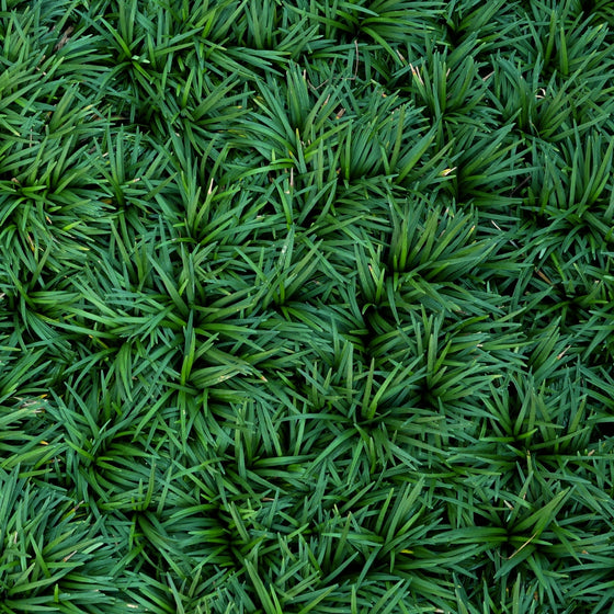 Dwarf Mondo Grass: Low growing ground cover perfect for flower bed borders