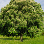 Upright Chinese Chestnut with long branches and white blooms