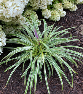 Variegated Liriope