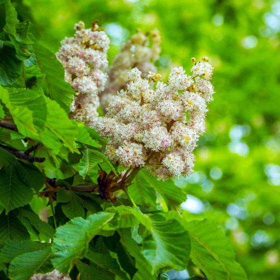 close up of white blooms on chinese chestnut tree