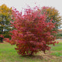 Cornus Kousa White Dogwood in Fall