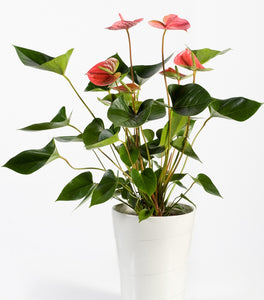 Red Anthurium