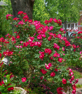 Red Knock Out® Rose