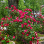 deep red to pink blooms on mature Red Knockout Bush