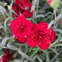 vibrant red blooms on dianthus passion red spring perennial flower