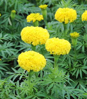 Yellow Marigold