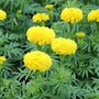 bright yellow marigold flowers