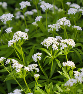 Sweet Woodruff
