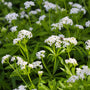 delicate white blooms in spring on sweet woodruff perennial