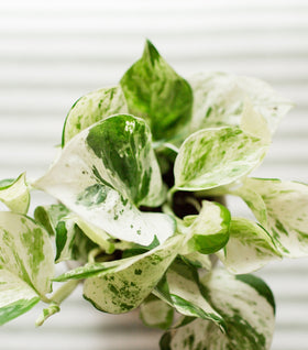 Pearls and Jade Pothos