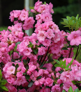 Rosebud Azalea