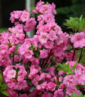 Rosebud Azalea