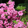 vibrant bubble gum pink  rosebud azalea in bloom 