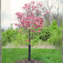vibrant pink cherokee chief dogwood in the landscape