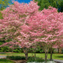 vibrant pink dogwood trees planted side by side in landscape