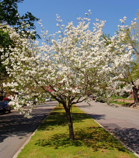 Cherokee Princess Dogwood