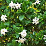 close up shot of gardenia frost proof shrub bright white blooms