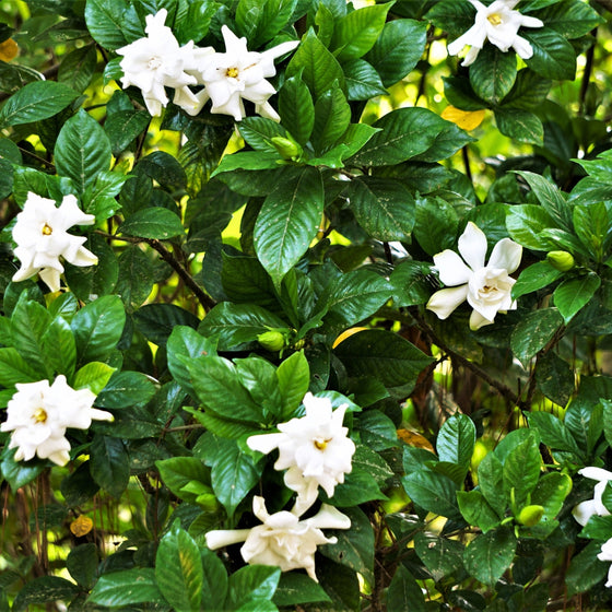 close up shot of gardenia frost proof shrub bright white blooms