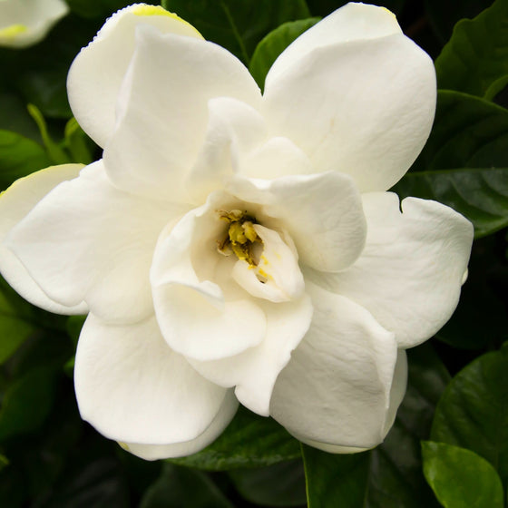 close up view of bright white frost proof gardenia bloom