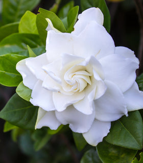 Gardenia Frost Proof
