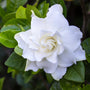 vibrant white bloom on gardenia frost proof