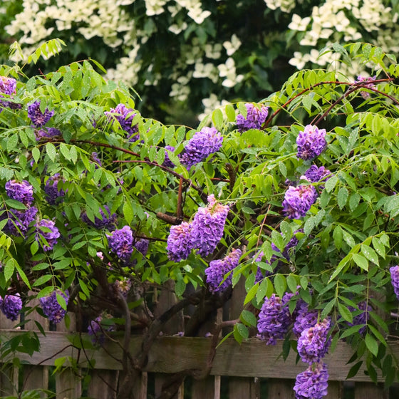 amethyst falls wisteria vine growing along a fence in front of a white dogwood tree