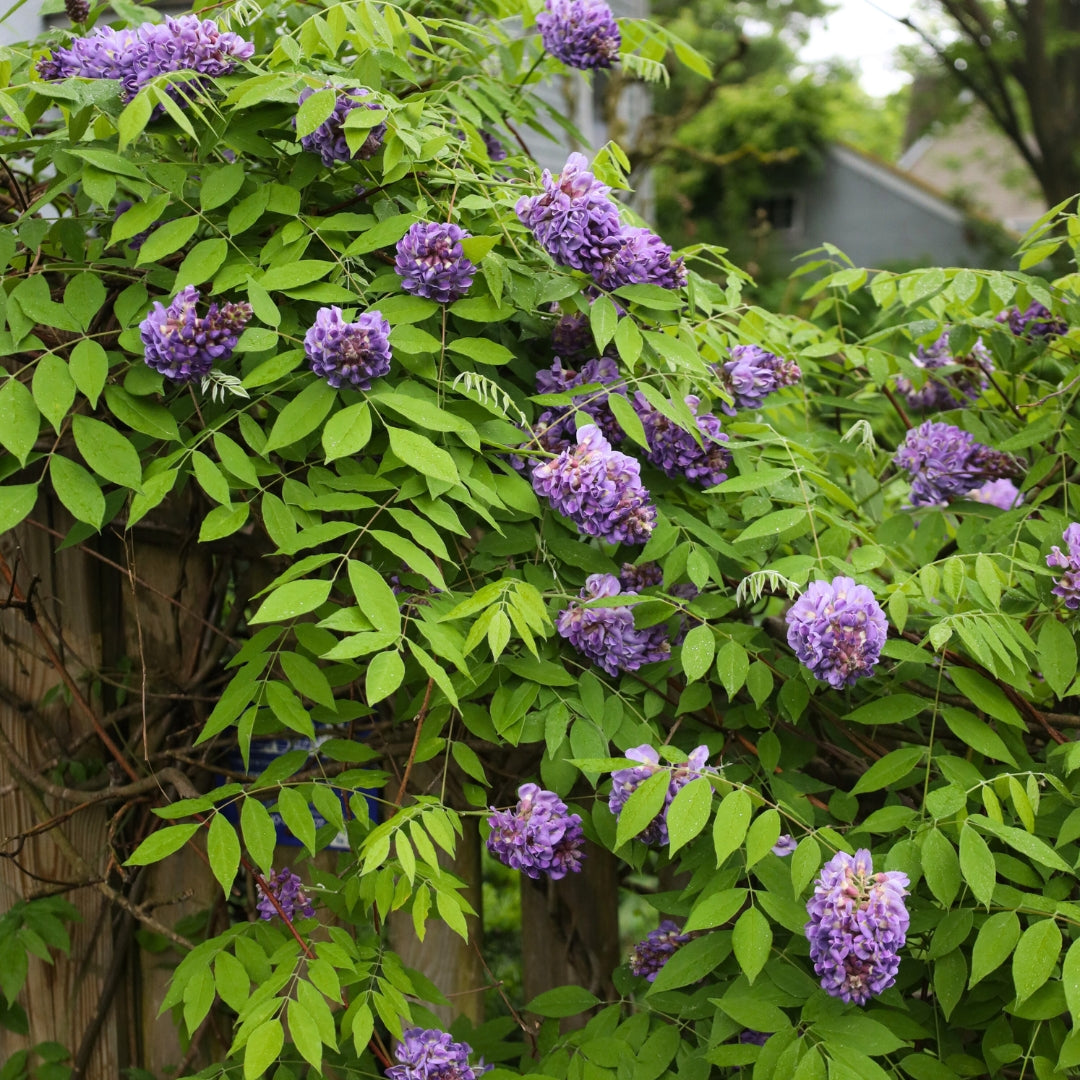Amethyst Falls American Wisteria Vine | Garden Goods Direct