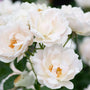 close up view of bright white blooms on Icecap™ Rose tree