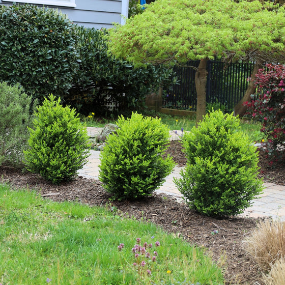 baby gem boxwood shrubs with bright evergreen foliage
