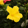 close up view of bright yellow hibiscus bloom
