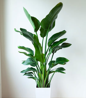 White Bird of Paradise