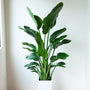 Mature Bird of Paradise Tropical Houseplant