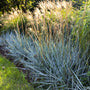 bright blue dune lyme grass planted along a yard boarder