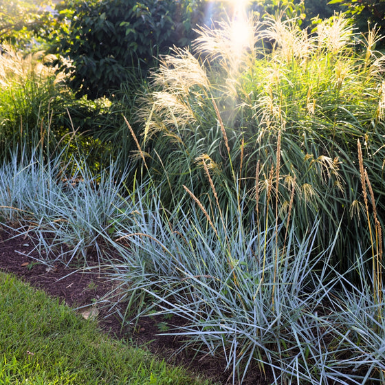 row of blue dune lyme grass plants planted along a mass of miscanthus on a sunny day