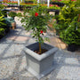 potted red drift rose in gray planter