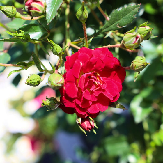 close up view of red drift rose bloom