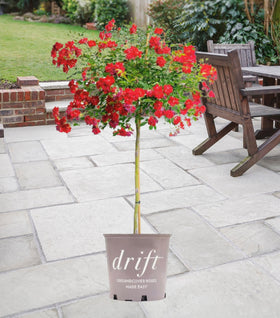 Red Drift® Rose – Tree Form