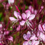 close up of bright pink beebalm Gaura Siskiyou Pink Wandflower