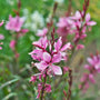 close up of bright pink beebalm Gaura Siskiyou Pink Wandflower