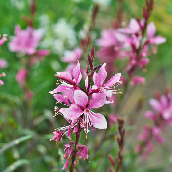 close up of bright pink beebalm Gaura Siskiyou Pink Wandflower
