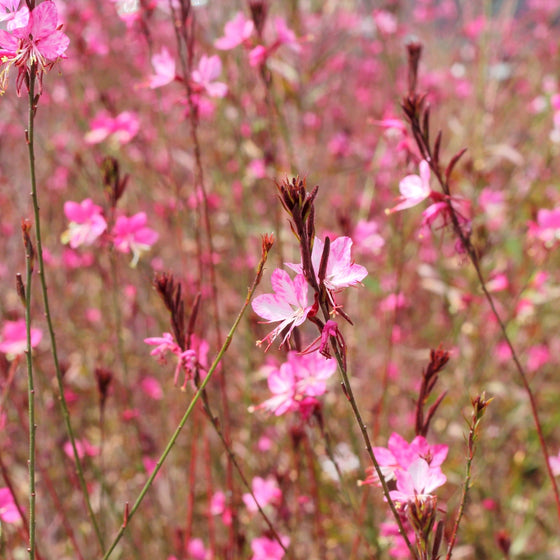 close up of bright pink beebalm Gaura Siskiyou Pink Wandflower