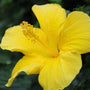 close up view of bright yellow hibiscus bloom